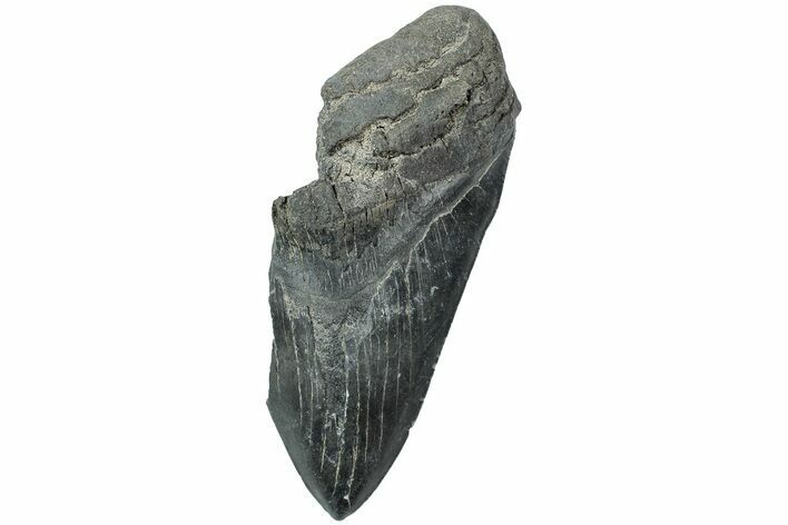 Partial Megalodon Tooth - South Carolina #226548